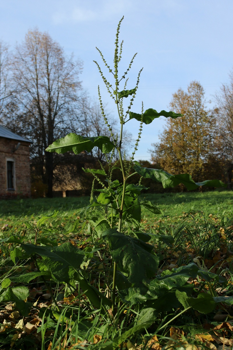 Image of Rumex sylvestris specimen.