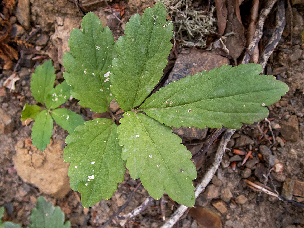 Изображение особи Cardamine quinquefolia.