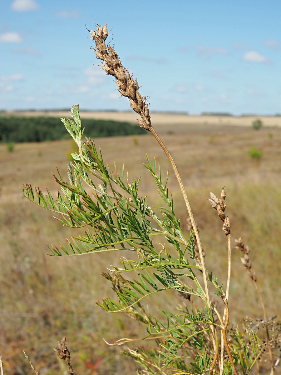 Image of Astragalus varius specimen.
