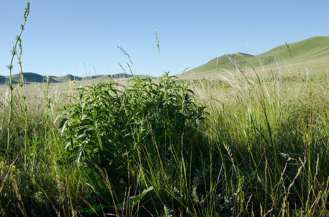 Image of Phlomis pungens specimen.