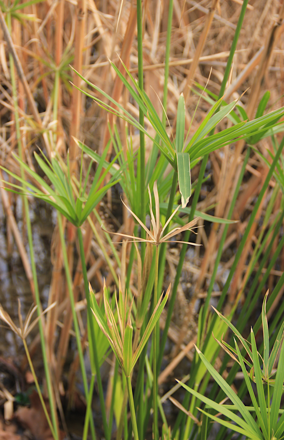 Изображение особи Cyperus alternifolius.