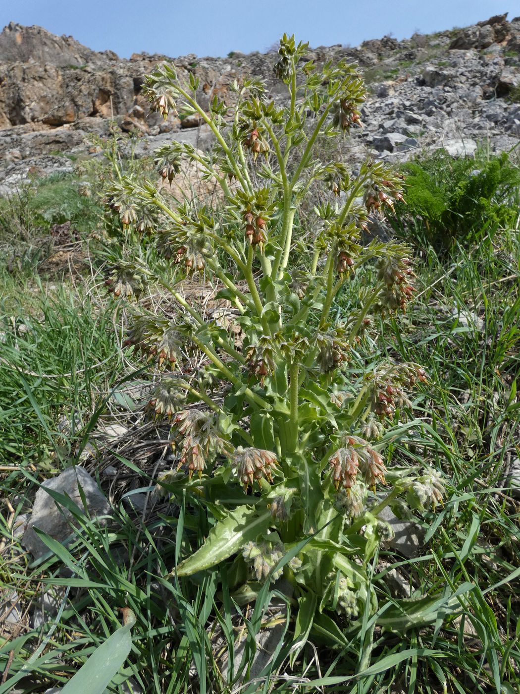 Image of Rindera echinata specimen.