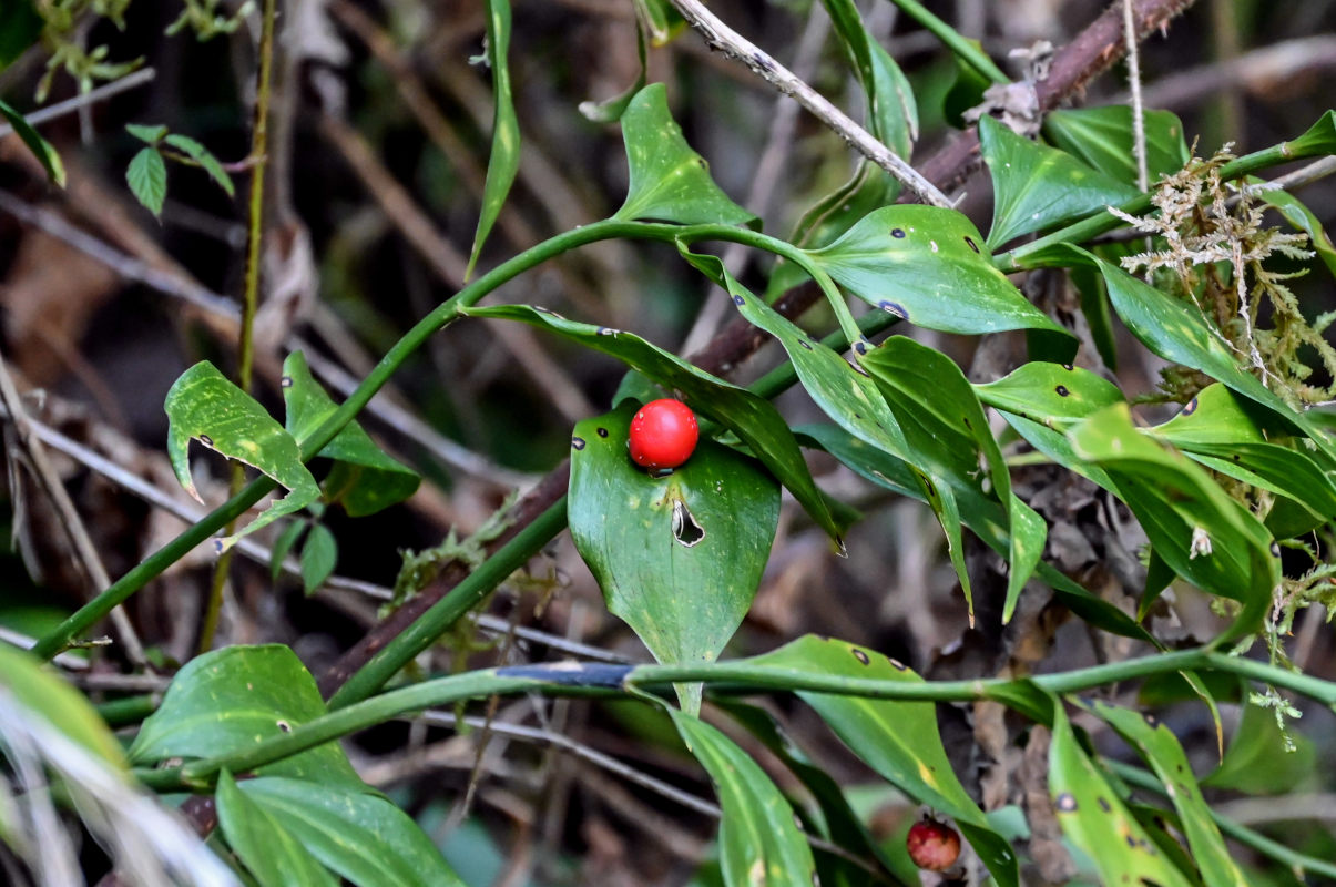 Изображение особи Ruscus colchicus.