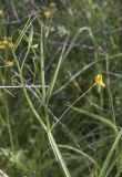 Lathyrus annuus