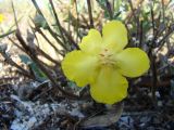 Verbascum pinnatifidum. Цветок. Украина, Херсонская обл., Генический р-н, коса Бирючий остров, кордон Садки, песчаная степь. 17.09.2008.