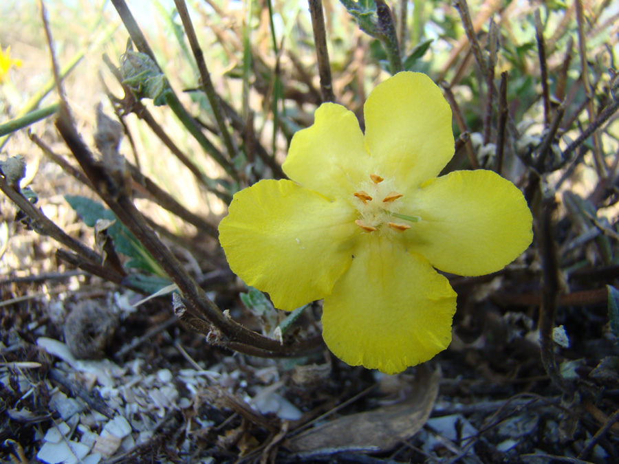 Image of Verbascum pinnatifidum specimen.