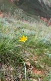 Tulipa biebersteiniana. Цветущее растение. Астраханская обл, Ахтубинский р-н, Богдинско-Баскунчакский природный запов., обочина экологического маршрута \"Легенды святой горы\", гора Бол. Богдо, южный склон. 05.04.2025.