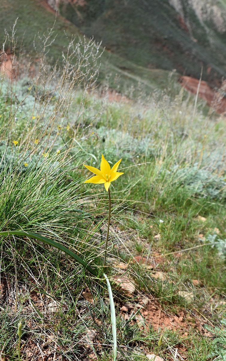 Image of Tulipa biebersteiniana specimen.