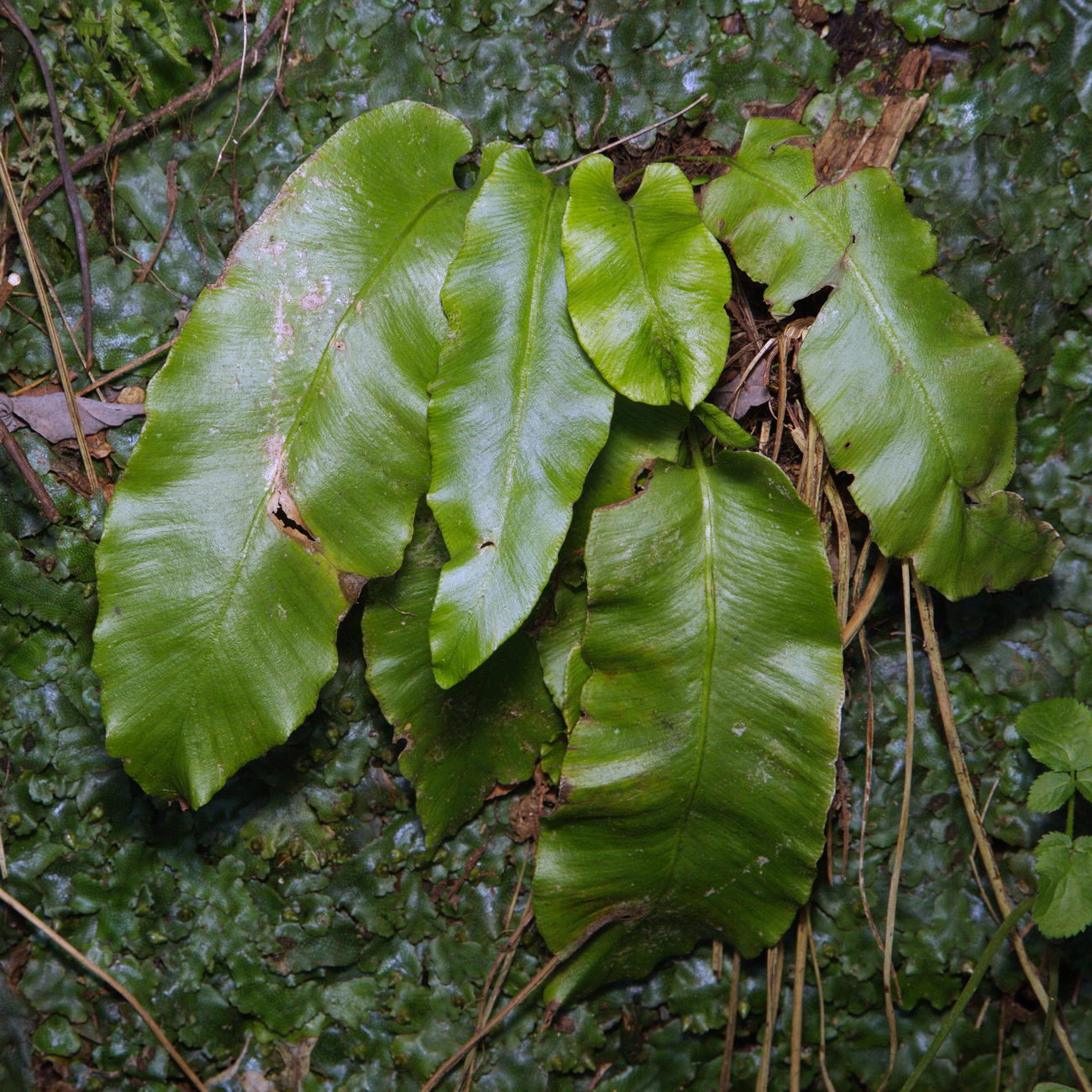 Image of Phyllitis scolopendrium specimen.