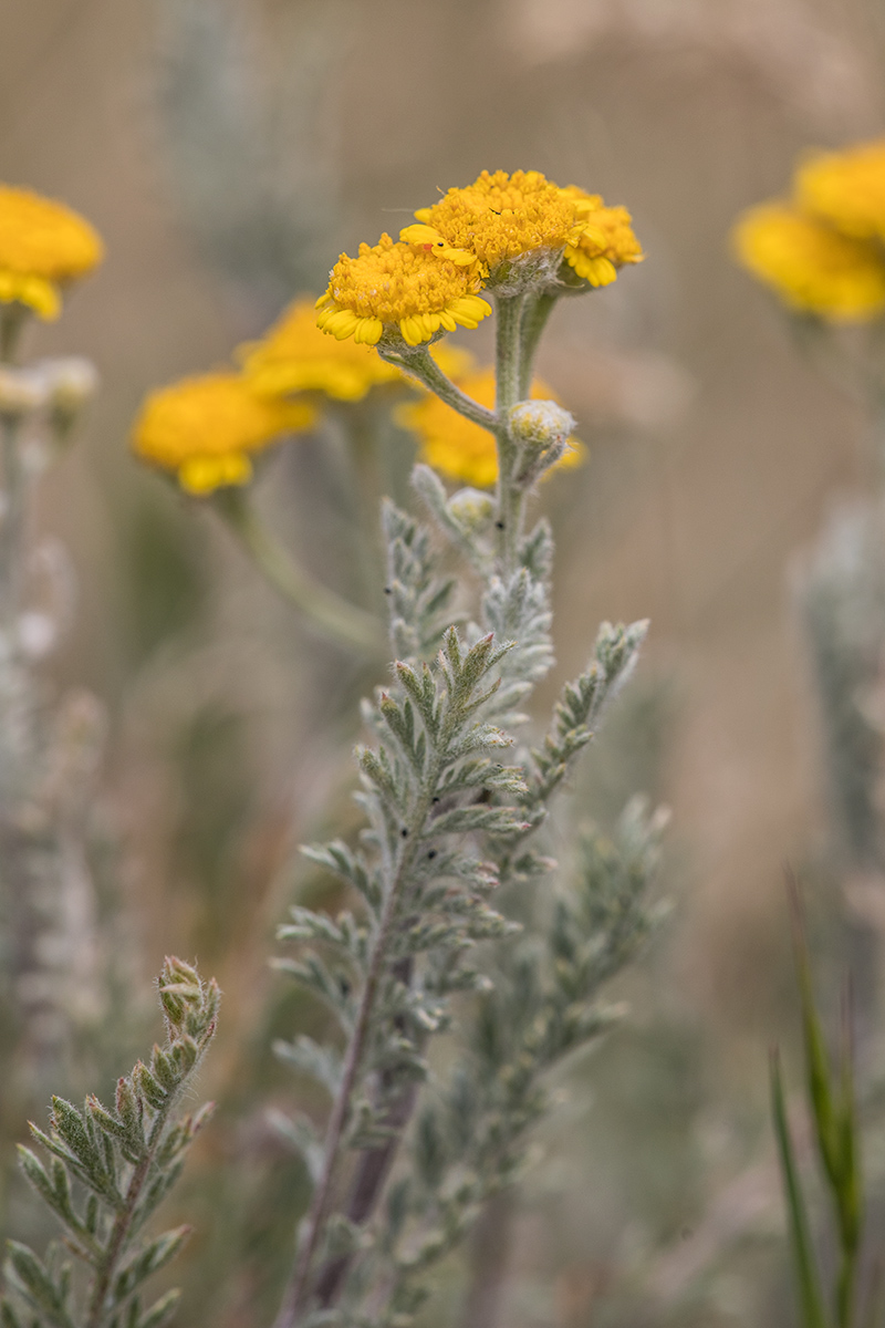 Image of Tanacetum millefolium specimen.