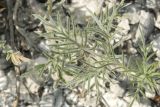 Lomelosia argentea
