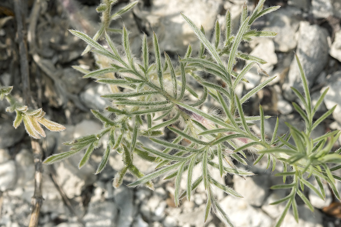 Image of Lomelosia argentea specimen.