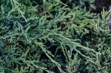 Juniperus sabina