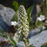 Lagotis integrifolia
