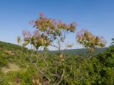 Cotinus coggygria. Верхушка плодоносящего растения. Краснодарский край, Крымский р-н, окр. станицы Неберджаевская, дол. р. Липки, пушистодубово-грабинниковый лес, скальное обнажение на месте старого заросшего карьера. 07.06.2025.