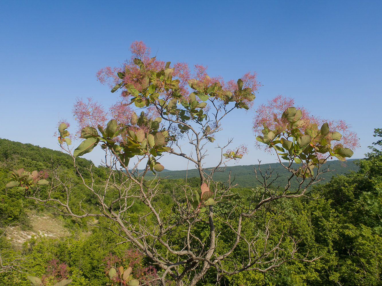 Image of Cotinus coggygria specimen.