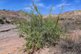 Zygophyllum xanthoxylum