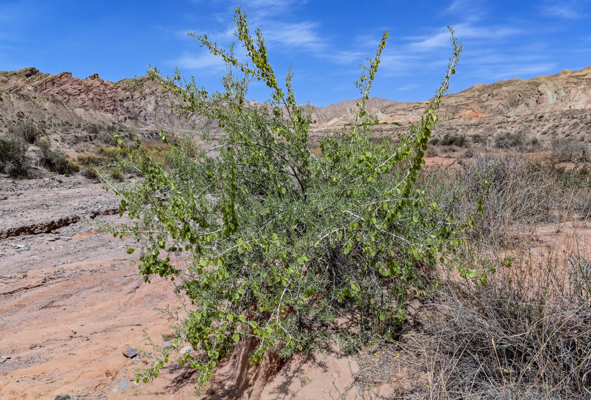 Image of Zygophyllum xanthoxylum specimen.