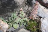 Scutellaria pamirica. Цветущее растение (справа внизу листья Acantholimon). Таджикистан, Горно-Бадахшанская автономная обл., Рушанский р-н, хр. Музкол, Сарезское оз., Усойский завал, ≈ 3000 м н.у.м., скопление мелкозёма среди крупноглыбового обломочного материала. 9 июля 2025 г.