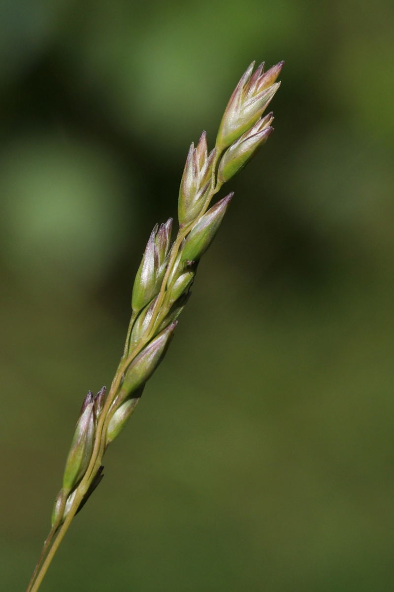 Image of Sieglingia decumbens specimen.
