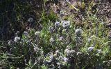 unknown species. Вегетирующее растение. Турция, ил Ван, р-н Битлис, СВ участок борта кальдеры Немрут, горная степь. 21 мая 2025 г.
