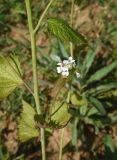 unknown species. Часть побега и соцветие. Республика Адыгея, окраина пос. Каменномостский, ур. Бокши, луг. 2 мая 2025 г.