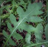 Cirsium oleraceum
