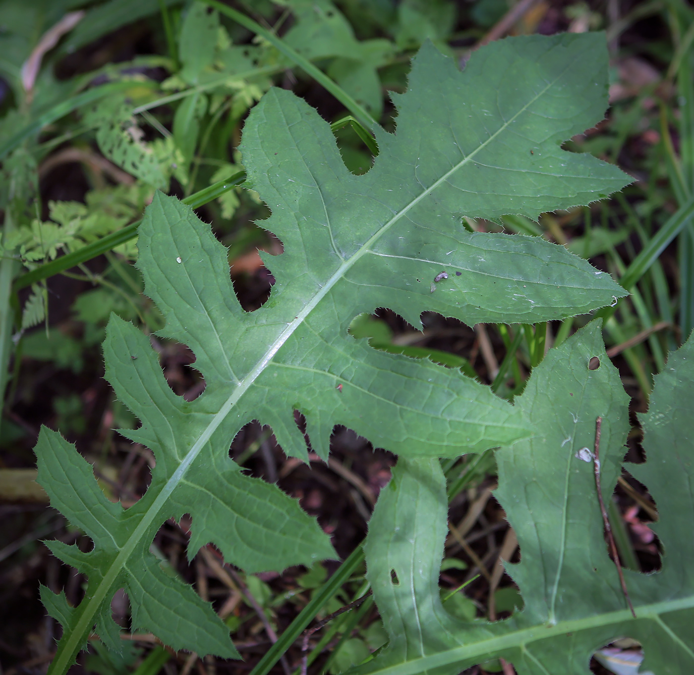 Изображение особи Cirsium oleraceum.
