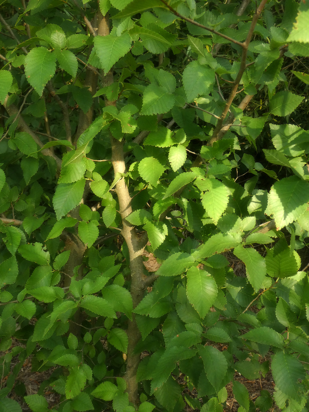 Image of Ulmus pumila specimen.