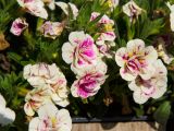 genus Calibrachoa
