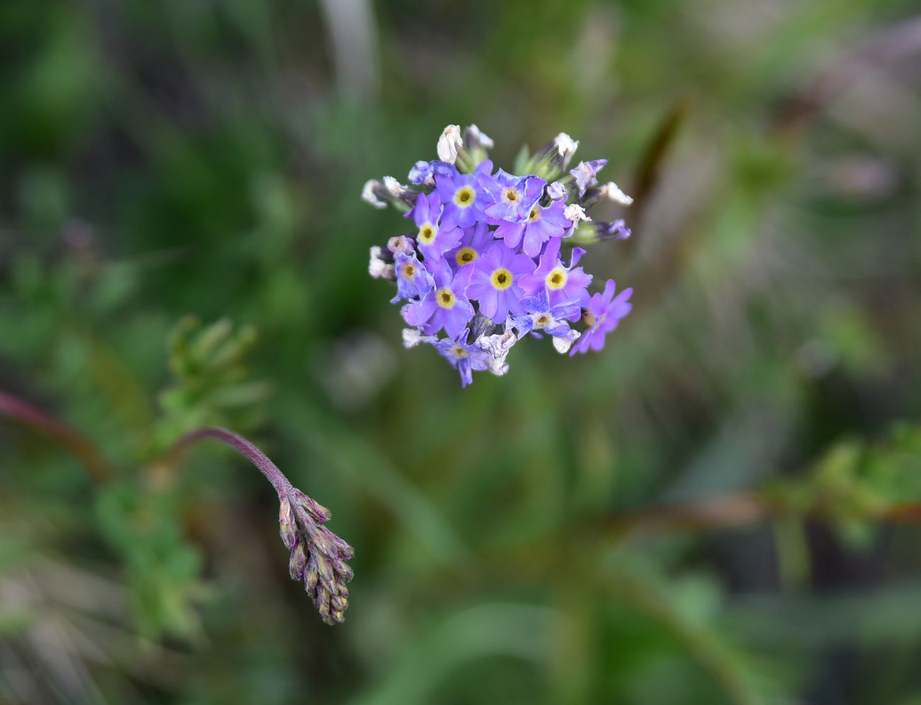 Image of Primula auriculata specimen.