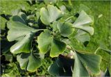 Ginkgo biloba. Верхушка побега с листьями. Московская обл., Раменский р-н, окр. дер. Хрипань, садовый участок. 29.08.2025.