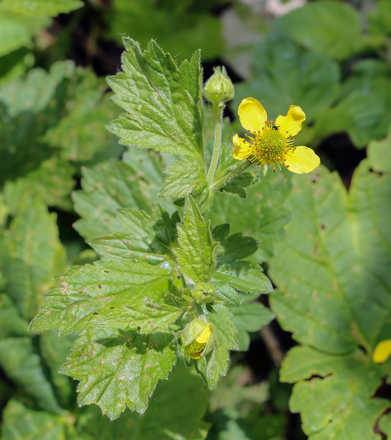Image of genus Geum specimen.