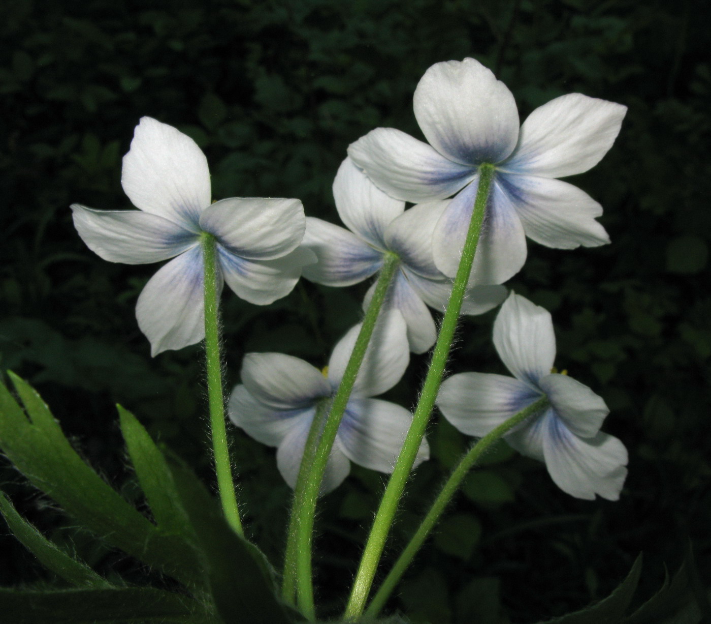 Image of Anemonastrum biarmiense specimen.
