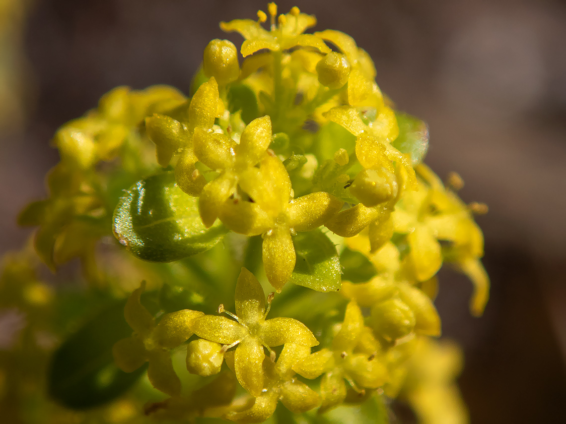 Image of Cruciata taurica specimen.