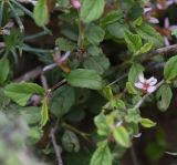 unknown species. Лист. Турция, ил Хаккари, верховья р. Бейазсу, Кырыкдаг Яйла, правый борт долины в 1,7 км ниже базового лагеря, выс. ок. 2370 м н.у.м., склон. 24 мая 2025 г.