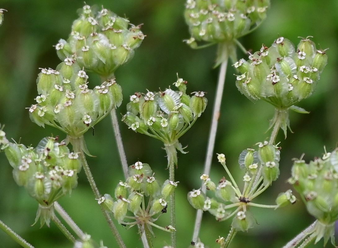 Image of familia Apiaceae specimen.