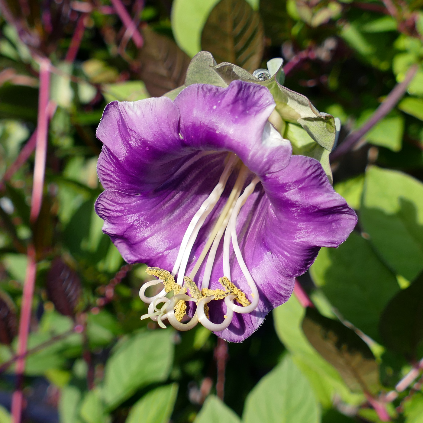 Изображение особи Cobaea scandens.