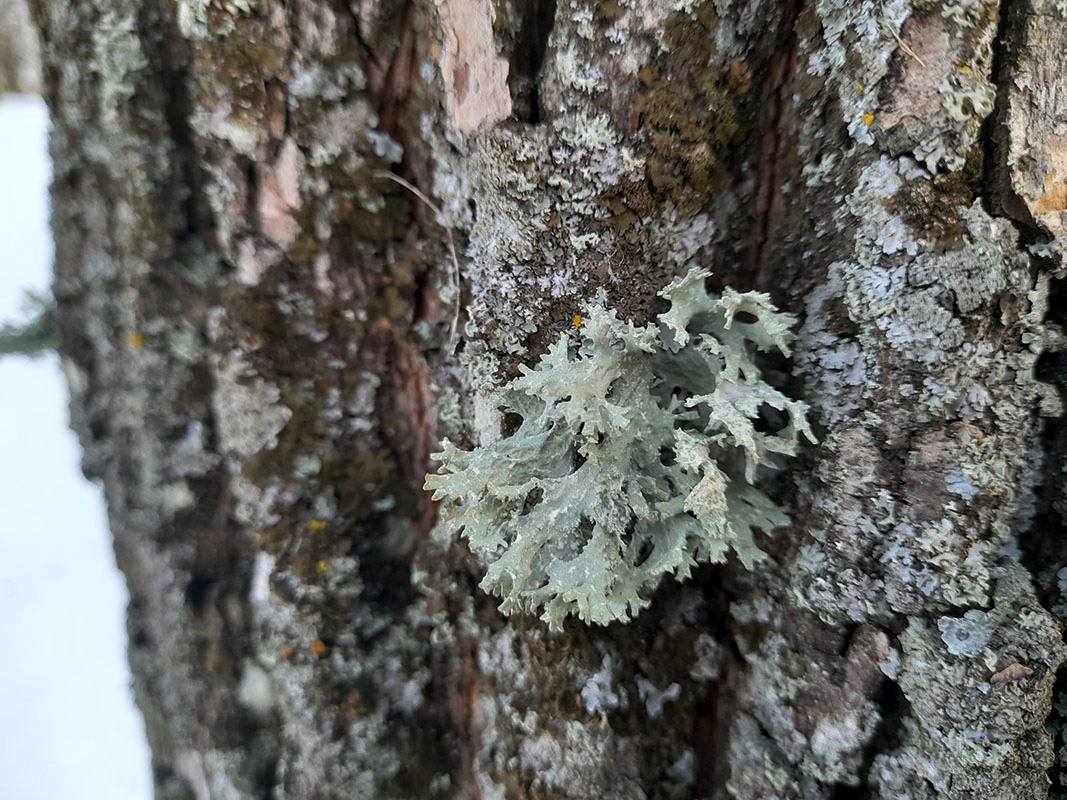 Image of Evernia prunastri specimen.