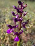 Anacamptis morio subspecies caucasica. Соцветие. Крым, окр. г. Судак, 200 м к ю.-в. от вершины горы Перчем, луг. 23.04.2025.