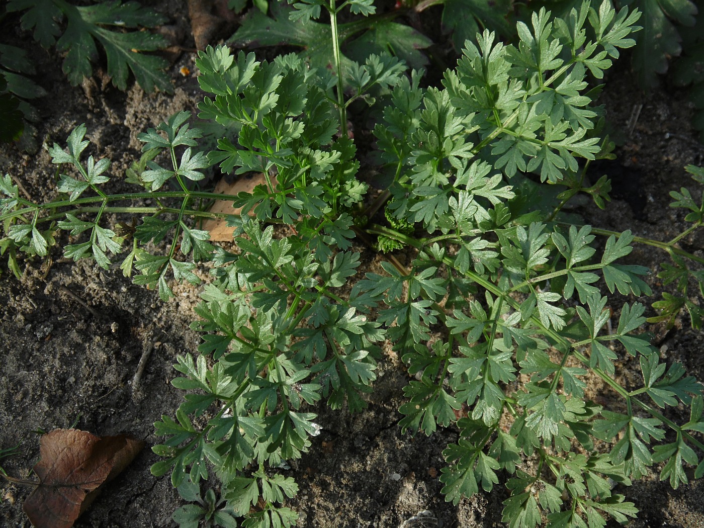 Image of Selinum silaifolium specimen.