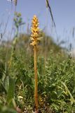 Orobanche alsatica