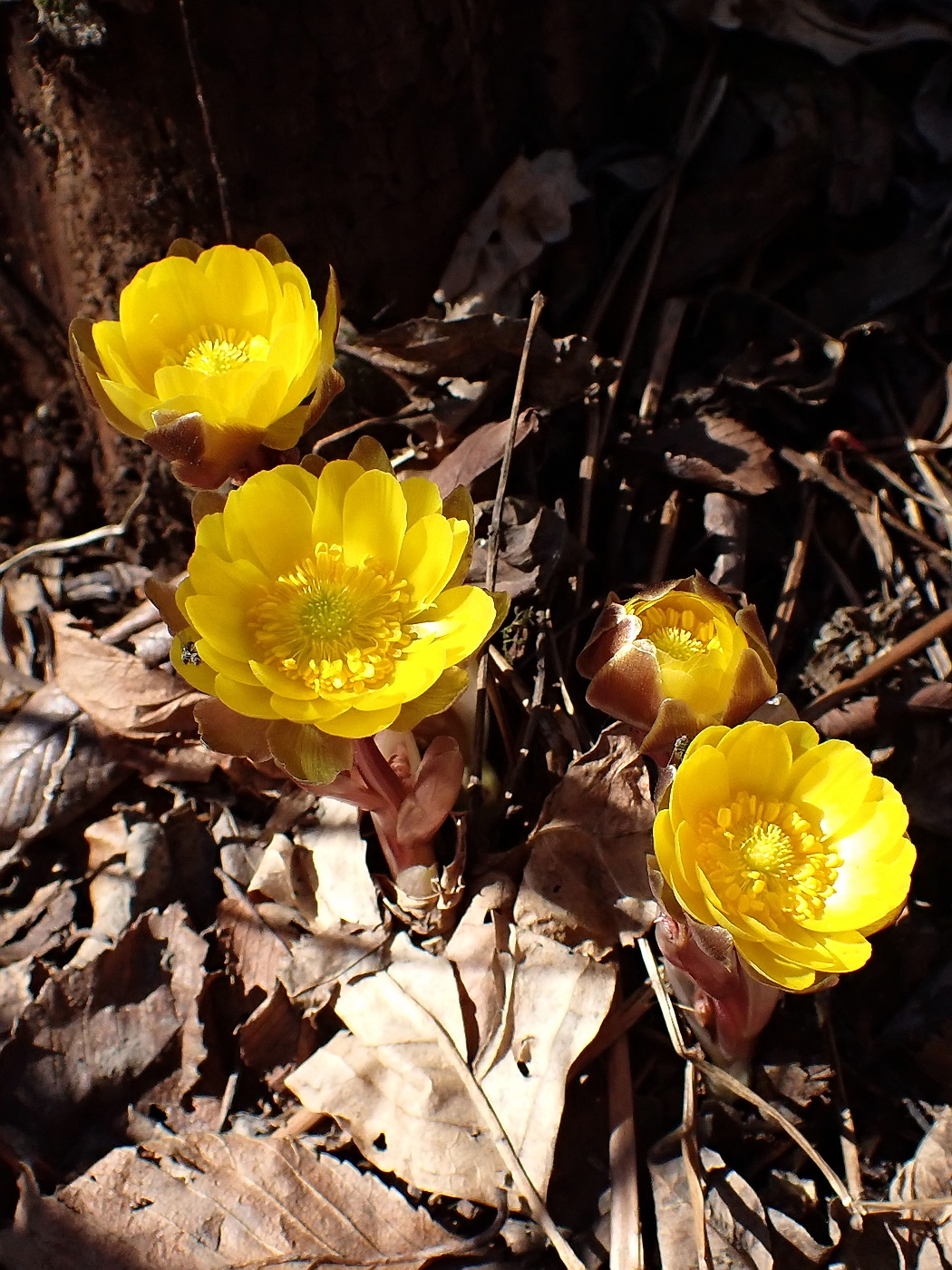 Image of Adonis amurensis specimen.