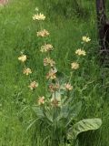 Phlomoides arctiifolia