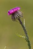 Carduus uncinatus