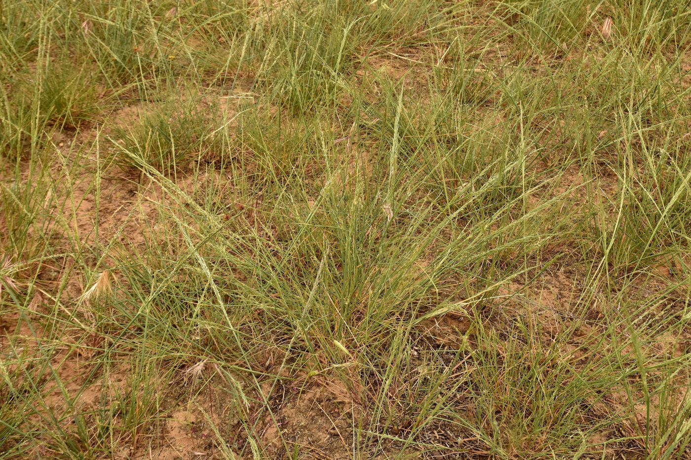 Image of genus Puccinellia specimen.