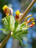 Phlomoides hissarica. Мутовка соцветия. Мутовка соцветия. Таджикистан, Гиссарский хр., басс. р. Варзоб, ущ. р. Кондара, ≈ 1400 м н.у.м., саванноидное сообщество. 29 мая 2026 г.
