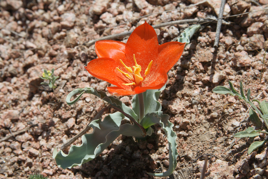 Изображение особи Tulipa butkovii.