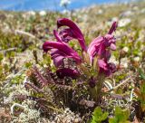 Pedicularis ochotensis. Цветущее растение. Хабаровский край, р-н имени Лазо, массив горы Ко, гора Столовая, вершина, выс. ≈ 1920 м н.у.м., горная тундра. 22.06.2026.