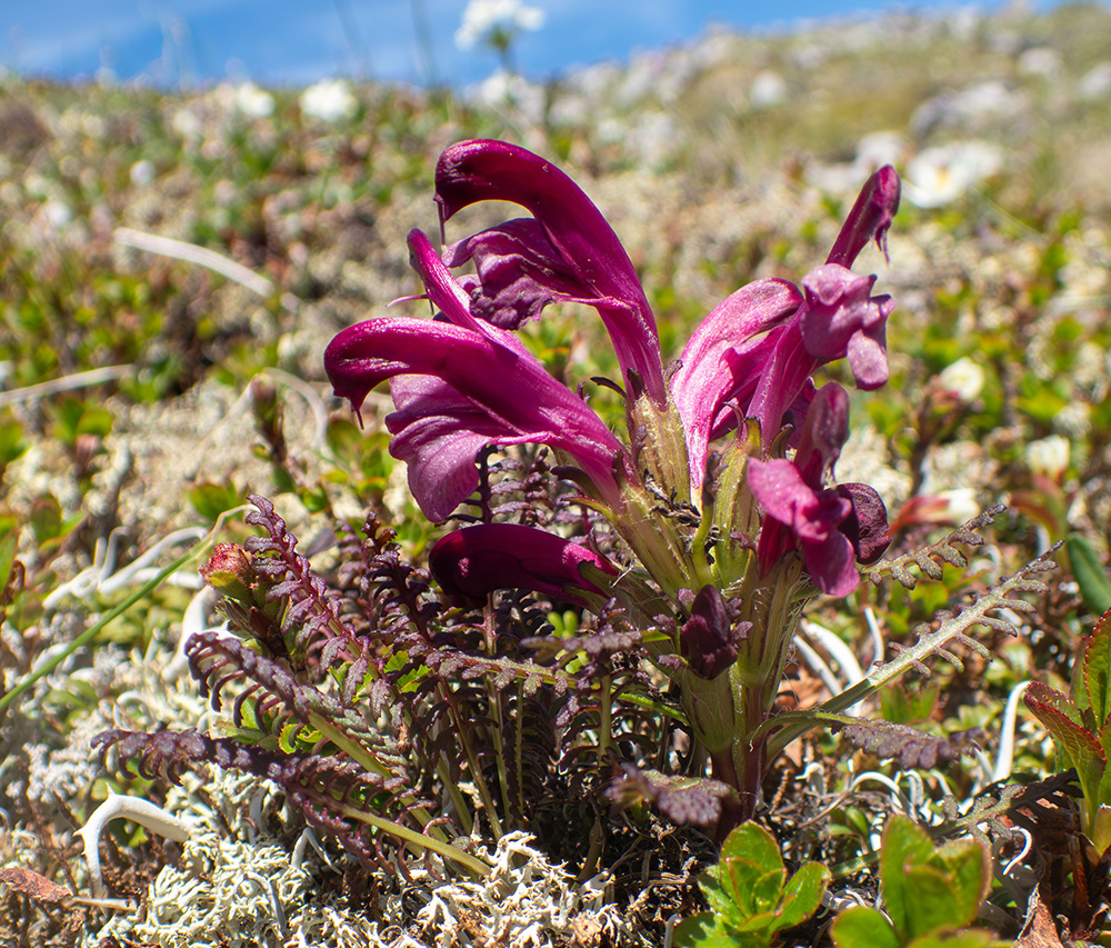 Изображение особи Pedicularis ochotensis.